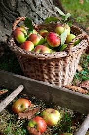 Farm The Apple Harvest Fruits D Automne Cueillette De Pomme Fruits Et Legumes
