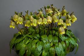 Image result for Isopyrum nipponicum