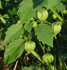 Image result for Physalis angulata