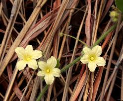 Image result for Cucumis hirsutus