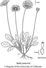 Image result for Bellis