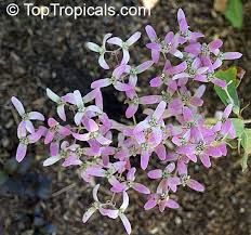 Image result for Congea