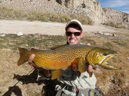 Tiger Trout On The Fly Lake Fishing Fly Fishing Brown Trout