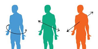 The frontal plane runs parallel to the long axis of the body produces anterior and posterior sections. 3 Planes Of Human Movement Pt Skills