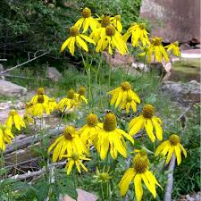 Image result for Launaea rogersii