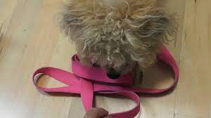 How To Clean Dog Leash Dog Collar Youtube