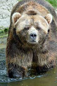 Kodiak Bear Kodiak Bear Animals Animals Wild