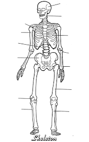 New free coloring pages browse, print & color our latest. Blank Human Anatomy Coloring Pages