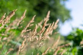 Image result for Agrostis quinqueseta