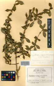 Image result for Argocoffeopsis