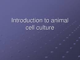 Connective tissue cells begin in an undifferentiated state called a blast which can manufacture and secrete the ground substance fibers of the matrix and can divide by mitosis •blasts may mature and become less active and turn into cytes • cytes only maintain the matrix, they can't add to it but can. Ppt Introduction To Animal Cell Culture Powerpoint Presentation Free Download Id 171656