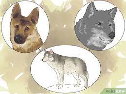 Wolves have captured our imaginations in fairytales, movies and folklore throughout human history. How To Own A Pet Wolf 14 Steps With Pictures Wikihow