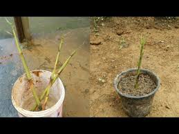 The underground the latter condition leads to plant death faster than a bout with a seasonal drought. How To Grow Bamboo From Cuttings Fast Method For Growing Bamboo Youtube
