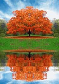 The Raintree Beautiful Nature Beautiful Tree Beautiful Landscapes