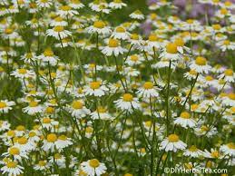 Growing chamomile for tea is easier than you think. How To Grow Chamomile For Herbal Tea