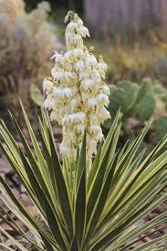 Certains palmiers sont très petits et d'autres peuvent atteindre plus de 60 le caryota est un autre palmier à queue de poisson pouvant atteindre 21 mètres de haut, mais qui convient toujours pour un jardin extérieur ou. Les Yuccas Panaches Tout Savoir Sur Les Varietes De Yuccas De Jardin A Feuilles Panachees Palmiers Et Compagnie