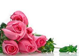 صور و خلفيات جميلة للكتابة عليها 2018 rose flower wallpaper flower wallpaper rose wallpaper