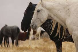 And wild horses still roam in america today. Wild Horses Facing Slaughter After Us Government Proposes New Regulations Abc News