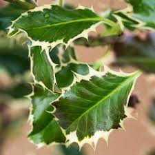 Try royal family holly plants as a gorgeous evergreen backdrop on the north side of a colorful mixed shrub border or perennial border. Holly Hedging Guide A Guide To Holly Ilex Hedge Plants