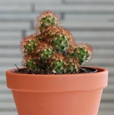 Photo about red headed irishman cactus about to bloom in the arizona desert garden. Cactus Costa Farms