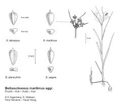 Image result for Bolboschoenus