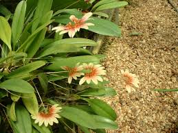 Image result for Bulbophyllum X chikukwa