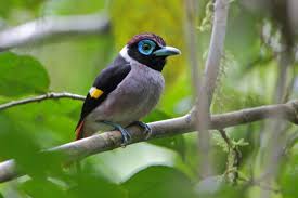 Black Bird With White Tail Philippines Mindanao Wattled Broadbill Endemic To Islands Of Mindanao Basilan Dinagat Siargao In The Philippines Mindanao Bleeding Heart Beautiful Birds