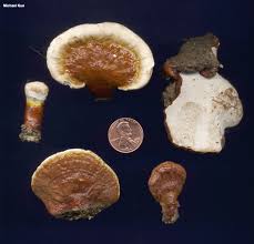 Image result for Ganoderma curtisii