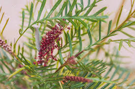 The flowers are bright red toothbrush type, mainly winter/spring. Native Australian Red Hooks Grevillea Plant With Flowers About Stock Photo Picture And Royalty Free Image Image 131591029