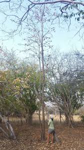 Image result for Fernandoa magnifica