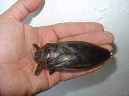 Related to giant water scorpion: Lethocerus Delpontei One Of The Largest Species Of Giant Water Bugs Download Scientific Diagram