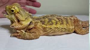 The central bearded dragon is the common name for pogona vitticeps, which lives in dry areas of australia the name bearded dragon refers to the fringes around and under the head. Bearded Dragon Diseases