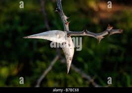 Image result for Acacia luederitzii