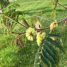 Image result for Limosella capensis