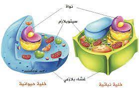 نتيجة بحث الصور عن مشروع عن دورة الجراثيم plant cell plant and animal cells animal cell
