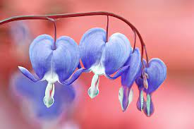 Eximia and with showier flowers. Asian Bleeding Heart Rosy Heart Shaped Flowers Dangling From Stems Cgtn