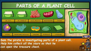 Many plant cell organelles are also found in animal cells. Parts Of A Plant Cell Google Slides Distance Learning Worksheet