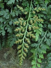 Image result for Asplenium emarginatum