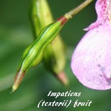 Image result for Impatiens mildbraedii