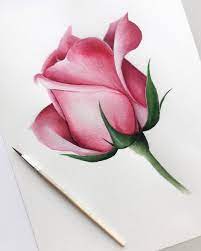 Simple Rose Color Pencil Drawing - Perangkat Sekolah