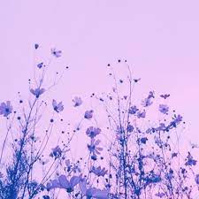 Picocean finds 35 original purple aesthetic flowers related pictures for you to download online, including purple aesthetic flowers background wall pictures . Flower Pastel Purple Aesthetic Light Purple Aesthetic Lavender Aesthetic