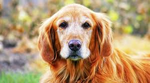 However, even the death of dogs is a reality that everyone has to face. How Can I Tell If My Dog Has Cancer