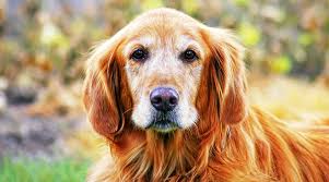 Therefore, it is important for dog. How Can I Tell If My Dog Has Cancer