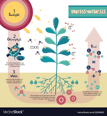 Photosynthesis Process Diagram