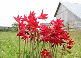 Image result for Polystachya bifida