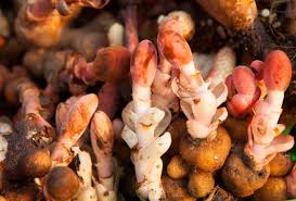 Image result for Balanophoraceae