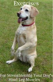 Both back legs have been. What Exercises Help Strengthen A Dog S Hind Legs Dog Discoveries