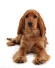 Facts About the Truly Amazing Golden Retriever-Cocker ...