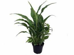 Is A Peace Lily Toxic To Cats
