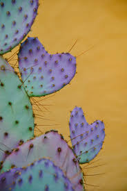 If you can see a cactus needle clearly a cactus has needles to protect itself from predators. Valentine Cactus By Gotham Girl Cactus Plants Cactus Flower